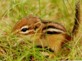 Baby Chipmunk