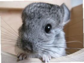 Baby Chinchilla