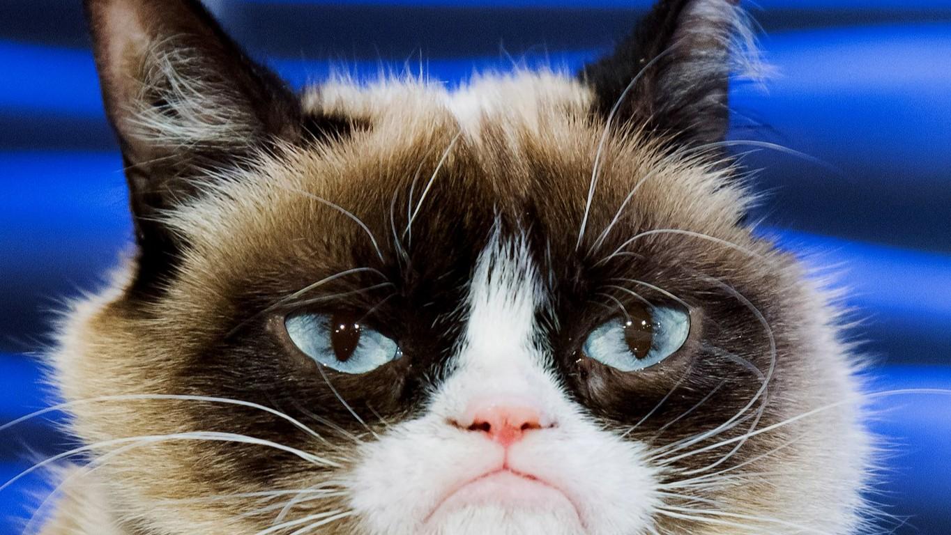 grumpy  cat