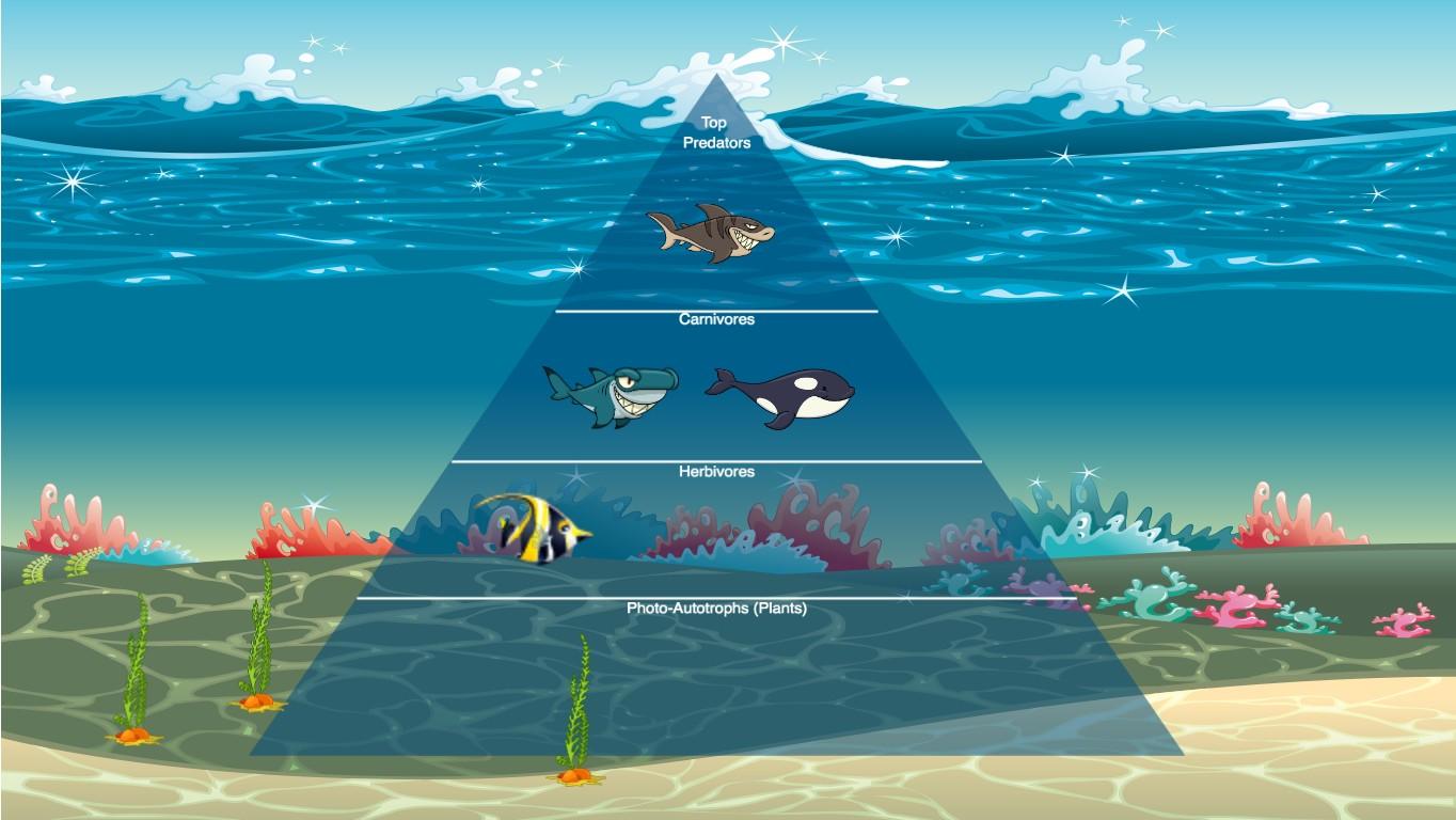 Ocean Ecological Pyramid