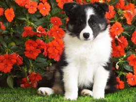 Are you a Border collie fan