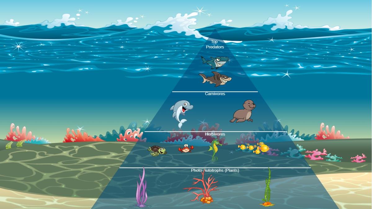 Ocean Ecological Pyramid