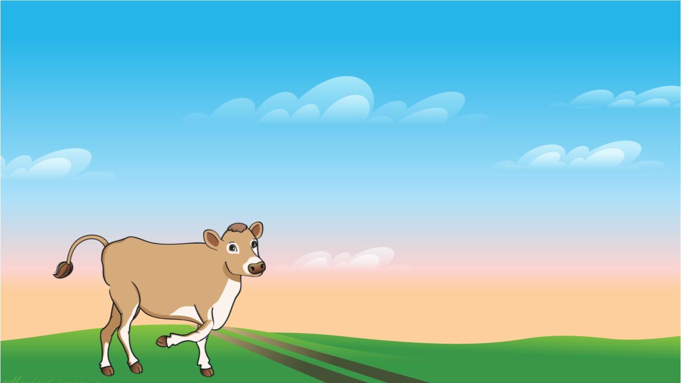 cow