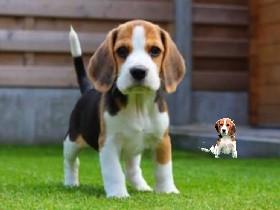 beagle draw 1