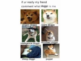 Doggo memes