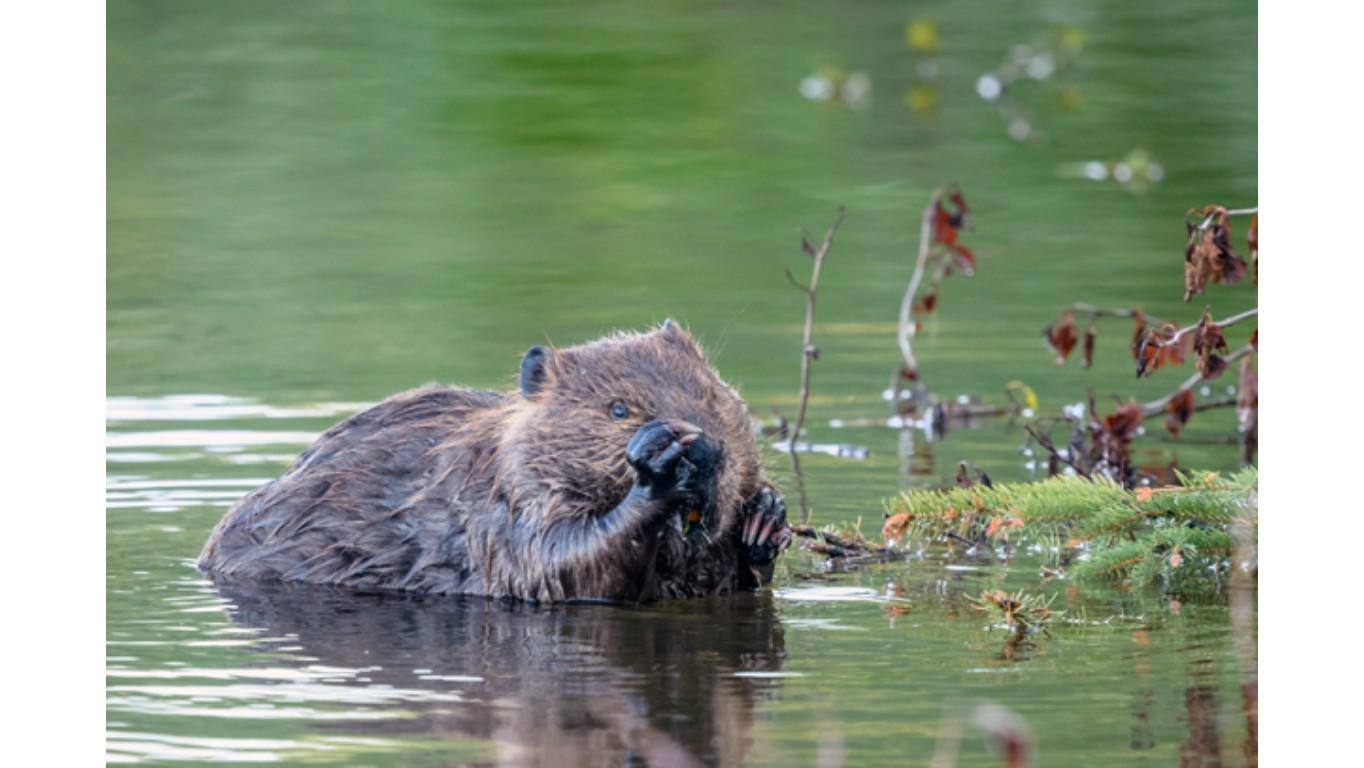 Week 7: Wetlands Story