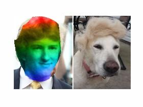 roygbiv dog