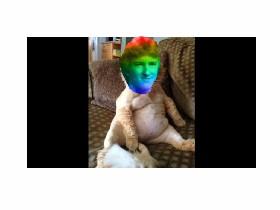 cat roygbiv