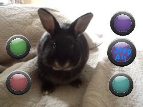 Olive the rabbit: music!©™ 1