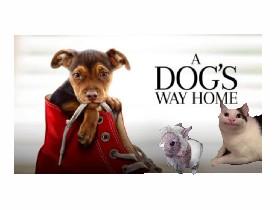 a dogs way home poster