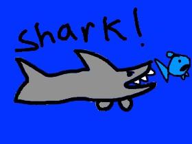 Shark!