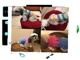 Dog clothes