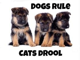 dogs rule cats drool