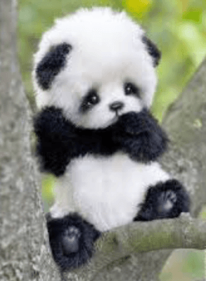 panda