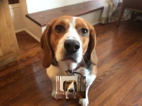 Dog spin Drawer COMPLETE!