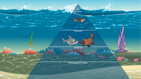 Ocean Ecological Pyramid