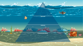 Ocean Ecological Pyramid