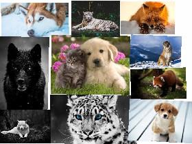 Cute Animals 