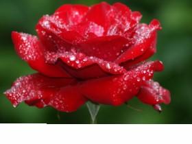 Red Rose 