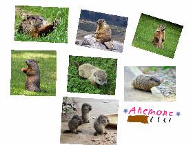 woodchuck photo album