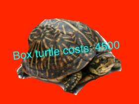 Turtle Clicker! 1