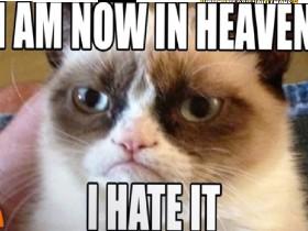 Grumpy Cat, R.I.P. 1