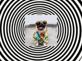 Hypnotim pug 1