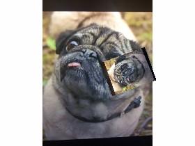 The Pug Multiplier 1