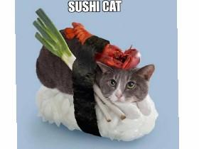 sushi cat