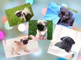 My pug wonderland