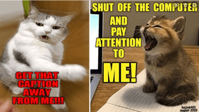 cat meme X2