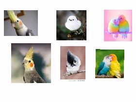 cute birds