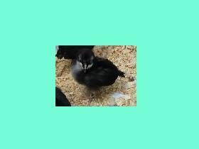 Chicken Clicker 