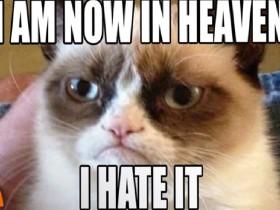 Grumpy Cat, R.I.P. 1