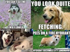 dog memes  1 1