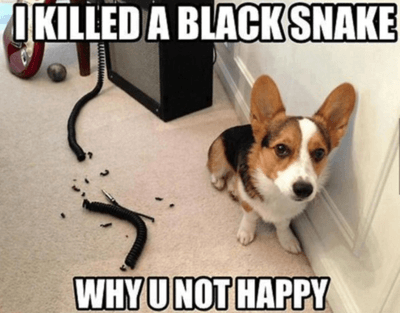 funny dog memes! 1