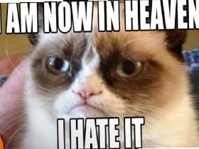 Grumpy Cat, R.I.P. 1