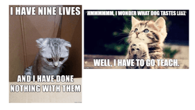 cat meme x2