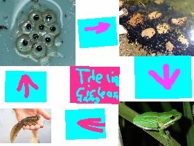 Life cycle of a frog.