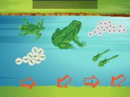 Life Cycle of a Frog