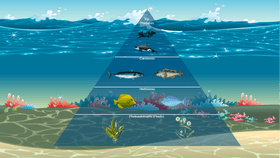 Ocean Biome Energy Pyramid