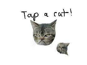 Cute cat tapper 1 1