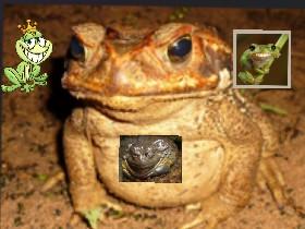 the frog Familey