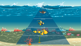 Ocean Ecological Pyramid