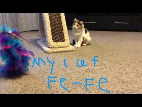 my cat fe-fe