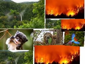 The Amazon Rainforest Is Dieing