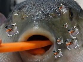 pufferfish carrot