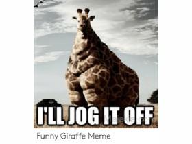 Giraffes