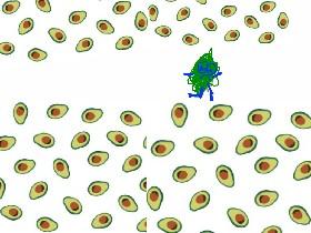 Avocado of life