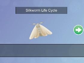 Silkworm Life Cycle - TEMPLATE